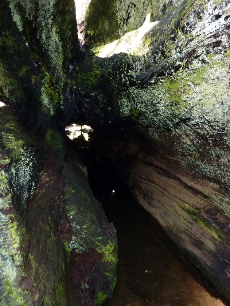 big tree state park (20).JPG